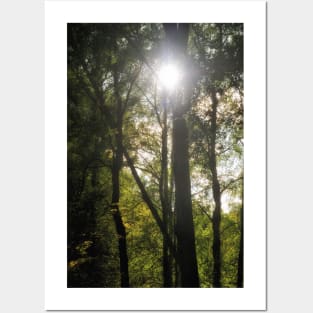 Summer sun through trees in a wood, Scotland Posters and Art